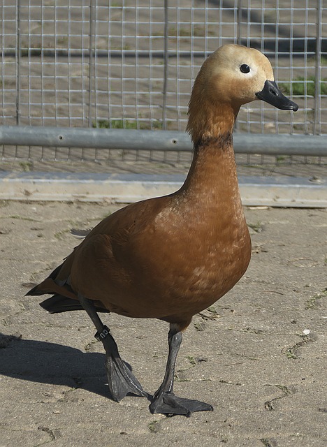 益复杂